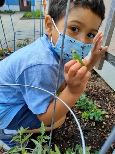 Toddler picks peas at West Haven Child Development Center