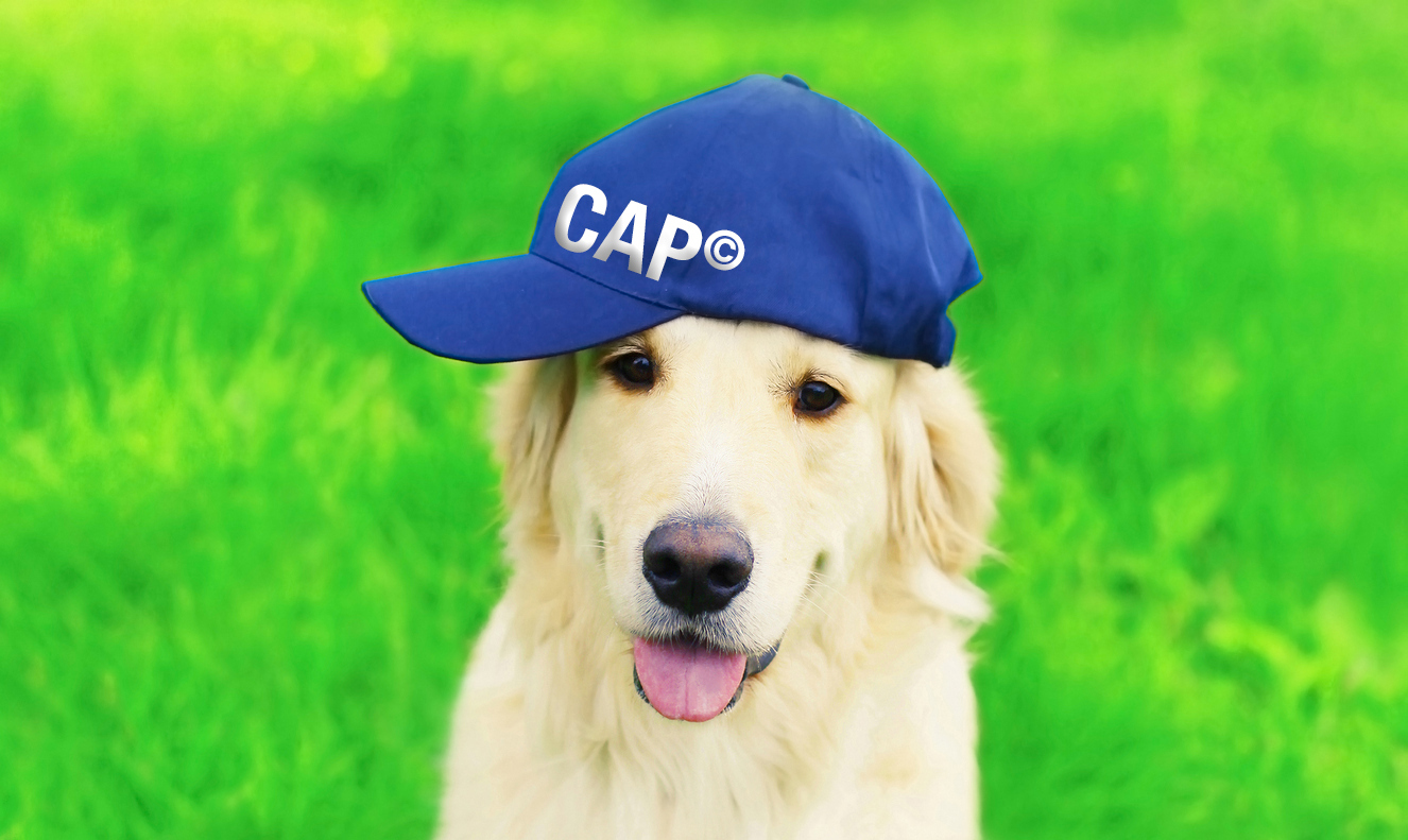 Portrait of happy Golden Retriever dog in blue baseball cap sitting on green grass in summer park