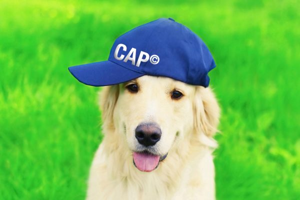 Portrait of happy Golden Retriever dog in blue baseball cap sitting on green grass in summer park