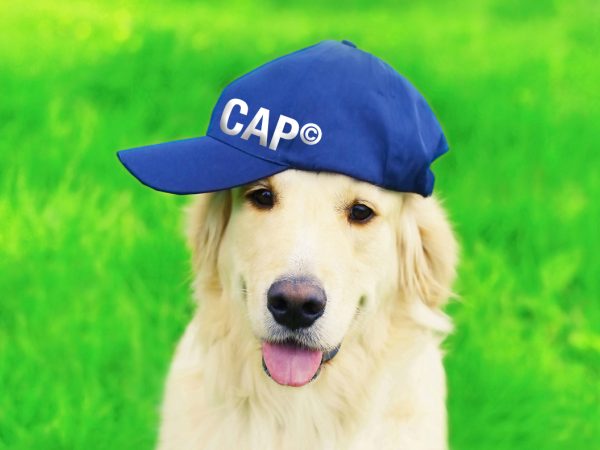 Portrait of happy Golden Retriever dog in blue baseball cap sitting on green grass in summer park